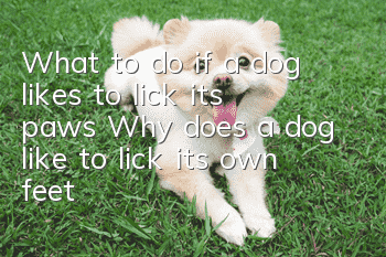 What to do if a dog likes to lick its paws? Why does a dog like to lick its own feet?