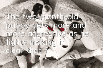 The two-month-old puppy gets more and more aggressive as he fights, making it clear that family status is no joke!