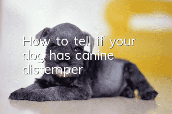 How to tell if your dog has canine distemper