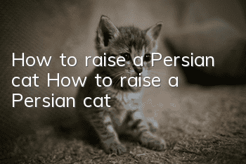 How to raise a Persian cat? How to raise a Persian cat!