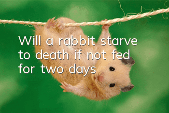 Will a rabbit starve to death if not fed for two days?