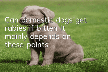 Can domestic dogs get rabies if bitten? It mainly depends on these points!
