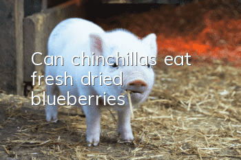 Can chinchillas eat fresh dried blueberries?