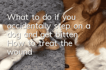 What to do if you accidentally step on a dog and get bitten? How to treat the wound?