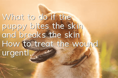 What to do if the puppy bites the skin and breaks the skin? How to treat the wound urgently?