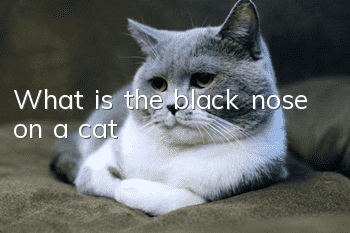 What is the black nose on a cat?