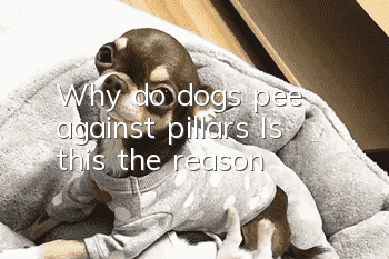 Why do dogs pee against pillars? Is this the reason?