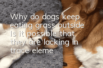 Why do dogs keep eating grass outside? Is it possible that they are lacking in trace elements?
