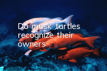 Do musk turtles recognize their owners?