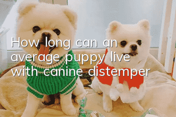How long can an average puppy live with canine distemper?