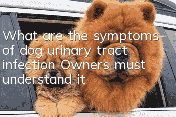 What are the symptoms of dog urinary tract infection? Owners must understand it!