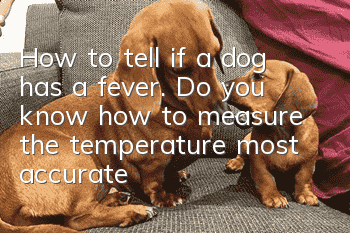 How to tell if a dog has a fever. Do you know how to measure the temperature most accurately?