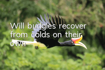 Will budgies recover from colds on their own?