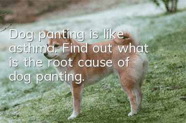 Dog panting is like asthma. Find out what is the root cause of dog panting.
