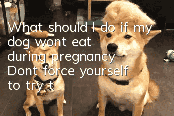 What should I do if my dog won’t eat during pregnancy? Don’t force yourself to try these three tricks!