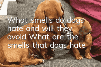 What smells do dogs hate and will they avoid? What are the smells that dogs hate?