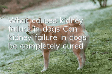 What causes kidney failure in dogs? Can kidney failure in dogs be completely cured?