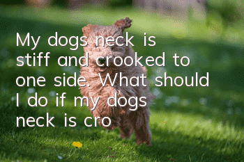 My dog’s neck is stiff and crooked to one side. What should I do if my dog’s neck is crooked?