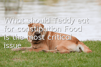 What should Teddy eat for constipation? Food is the most critical issue!