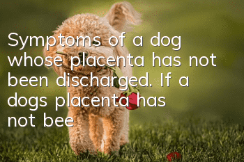 Symptoms of a dog whose placenta has not been discharged. If a dog’s placenta has not been discharged, seek medical attention promptly.