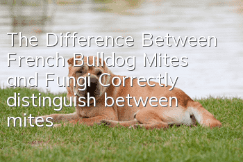 The Difference Between French Bulldog Mites and Fungi Correctly distinguish between mites and fungi!