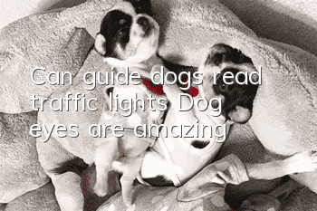 Can guide dogs read traffic lights? Dog eyes are amazing!