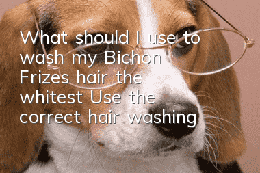 What should I use to wash my Bichon Frize's hair the whitest? Use the correct hair washing product!