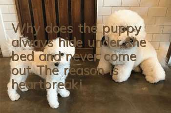 Why does the puppy always hide under the bed and never come out? The reason is heartbreaking