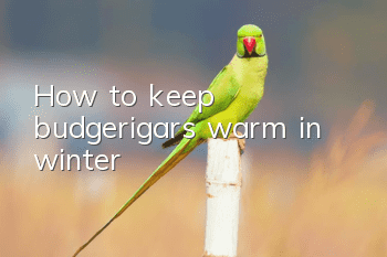How to keep budgerigars warm in winter