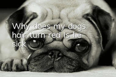 Why does my dog’s hair turn red? Is he sick?