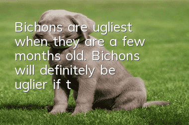 Bichons are ugliest when they are a few months old. Bichons will definitely be uglier if they are not open!