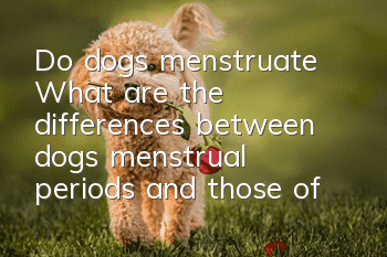 Do dogs menstruate? What are the differences between dogs’ menstrual periods and those of humans?
