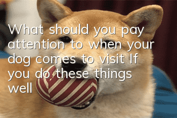 What should you pay attention to when your dog comes to visit? If you do these things well, it will affect your dog’s happiness!