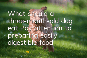 What should a three-month-old dog eat? Pay attention to preparing easily digestible food!