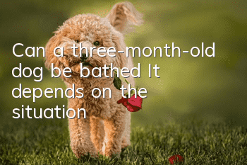 Can a three-month-old dog be bathed? It depends on the situation!