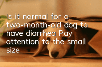 Is it normal for a two-month-old dog to have diarrhea? Pay attention to the small size!