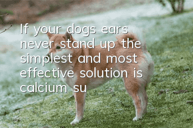 If your dog’s ears never stand up, the simplest and most effective solution is calcium supplementation!