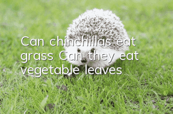 Can chinchillas eat grass? Can they eat vegetable leaves?