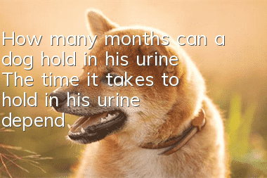 How many months can a dog hold in his urine? The time it takes to hold in his urine depends on his physical condition.