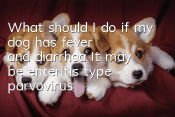 What should I do if my dog ​​has fever and diarrhea? It may be enteritis type parvovirus!