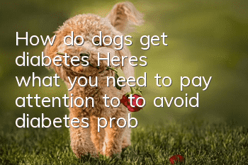 How do dogs get diabetes? Here’s what you need to pay attention to to avoid diabetes problems