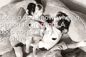 Does a dog know when a person is pregnant? A dog’s nose is very sensitive!