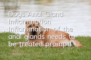 Dog’s Anal Gland Inflammation Inflammation of the anal glands needs to be treated promptly!