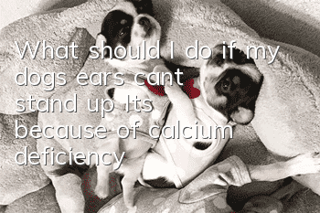 What should I do if my dog’s ears can’t stand up? It’s because of calcium deficiency!