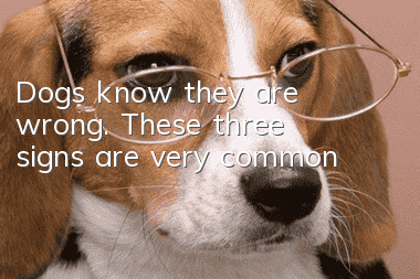 Dogs know they are wrong. These three signs are very common!