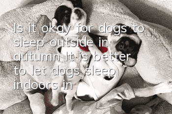 Is it okay for dogs to sleep outside in autumn? It is better to let dogs sleep indoors in a warm place