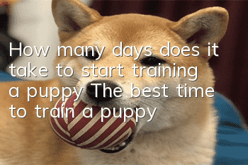 How many days does it take to start training a puppy? The best time to train a puppy!