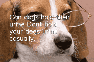 Can dogs hold their urine? Don’t hold your dog’s urine casually.