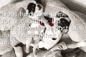 Dogs hold their urine for a long time. Do you know the impact of dogs holding their urine?