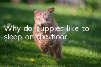Why do puppies like to sleep on the floor?